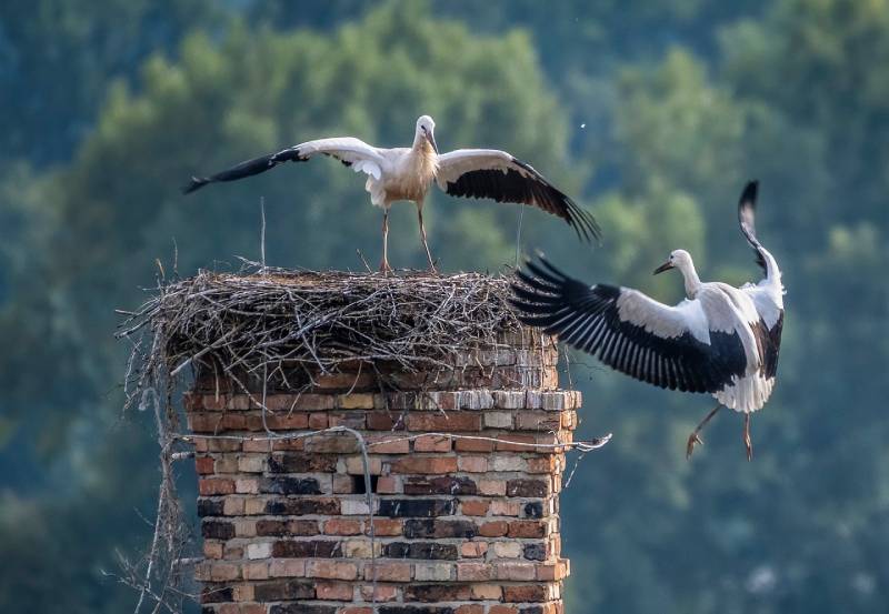 Expert Chimney Animal Removal in Hamilton, MA Professional Chimney Animal Removal Services in Hamilton, Massachusetts